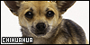 Chihuahua: Tiny