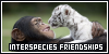Interspecies Friendships: Funny Pair