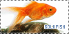 Goldfish: 