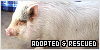 Adopted and Rescued Animals: Saved