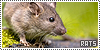 Rats: Ben, Socrates & Willard