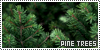 Pine Trees: Needles