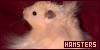 Hamsters: Hammies