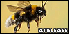 Bumblebees: Bombus