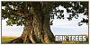 Oak Trees: Ancient Wisdom