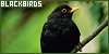 Blackbirds: Songbird