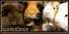 Guinea Pigs: Little Hams